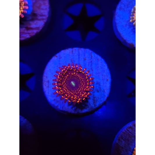 OG Illuminati Zoanthid Frag WYSIWYG!