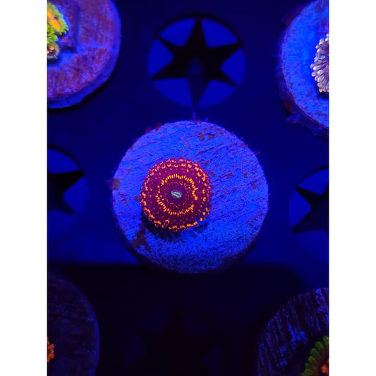OG Illuminati Zoanthid Frag WYSIWYG!