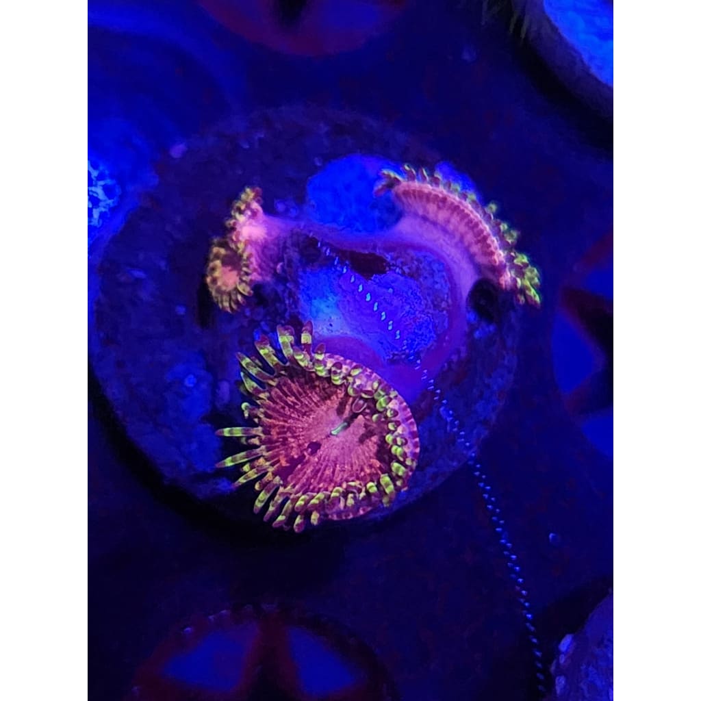 OG Koala Eye Zoanthid Frag WYSIWYG!