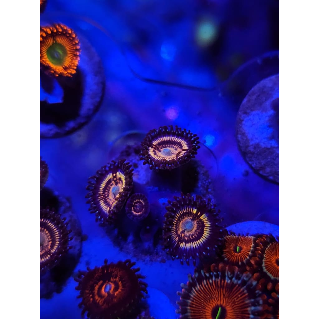 OG Petroglyph Zoanthid Frag WYSIWYG!