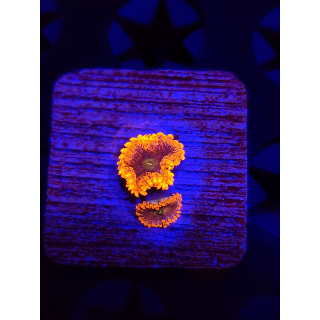 OG Punch Bowl Zoanthid Frag WYSIWYG!