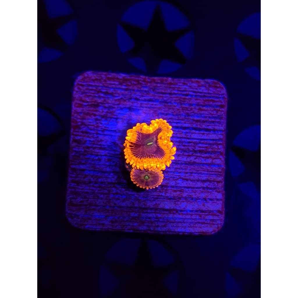 OG Punch Bowl Zoanthid Frag WYSIWYG!