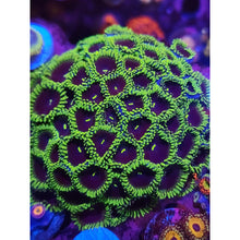 Load image into Gallery viewer, OG Purple People Eater Zoanthid Colony WYSIWYG!
