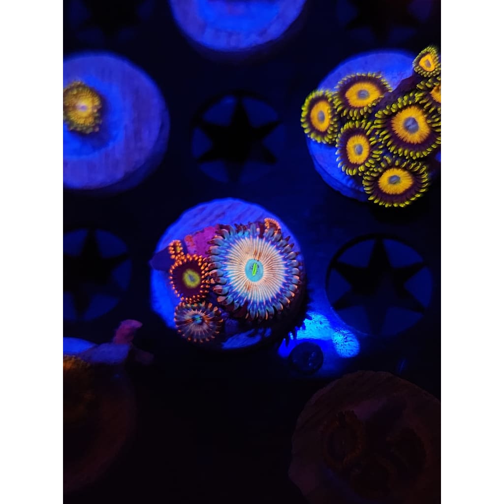 OG Seduction Zoanthid Frag WYSIWYG!