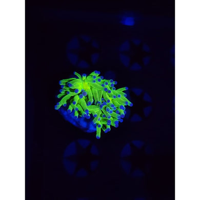OG Todd’s Torch Coral WYSIWYG!