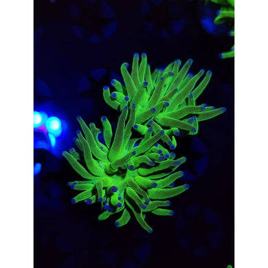 OG Todd’s Torch Coral WYSIWYG!