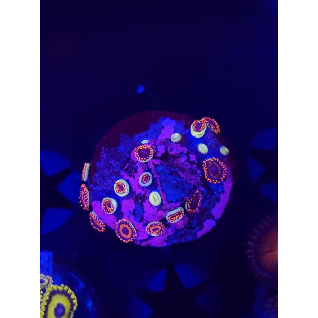 Orange Dots Zoanthid Frag WYSIWYG!