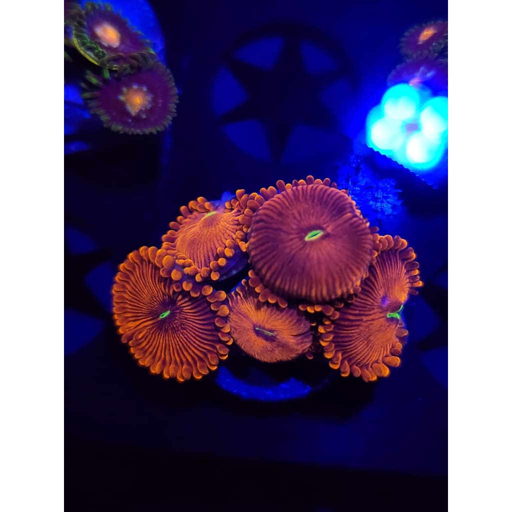 Orange Envy Zoanthid Frag WYSIWYG!