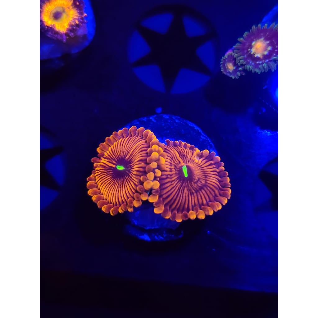 Orange Envy Zoanthid Frag WYSIWYG!