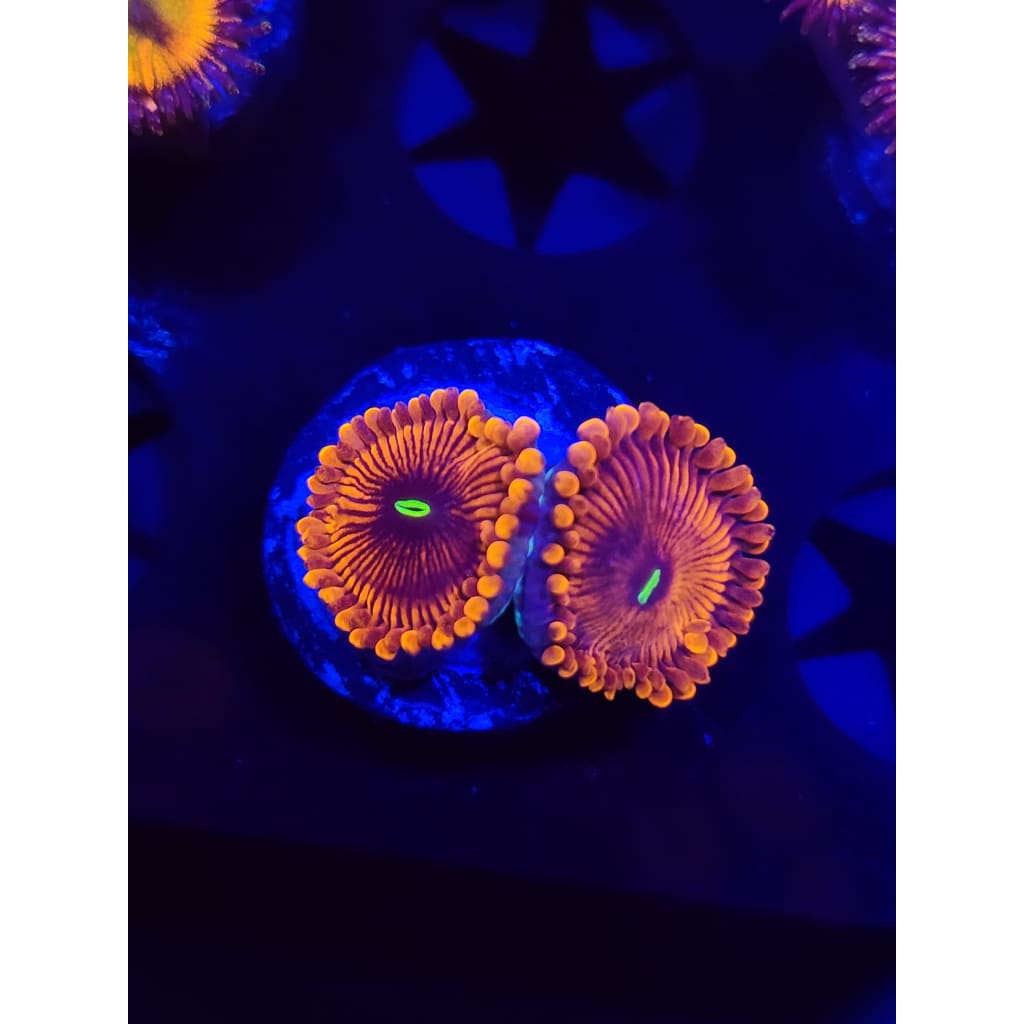 Orange Envy Zoanthid Frag WYSIWYG!