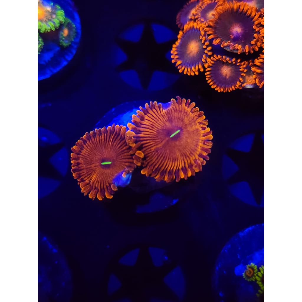 Orange Envy Zoanthid Frag WYSIWYG!