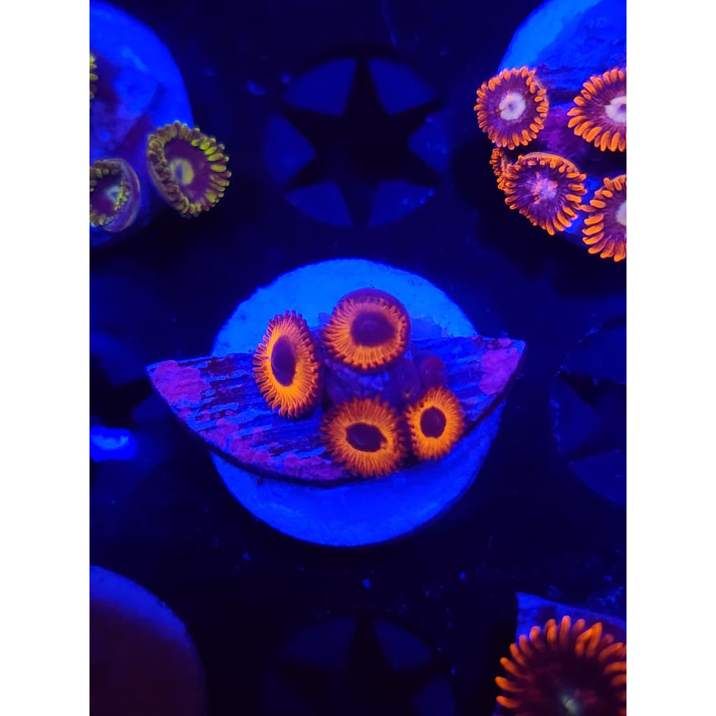 Orange Implosion Zoanthid Frag WYSIWYG!