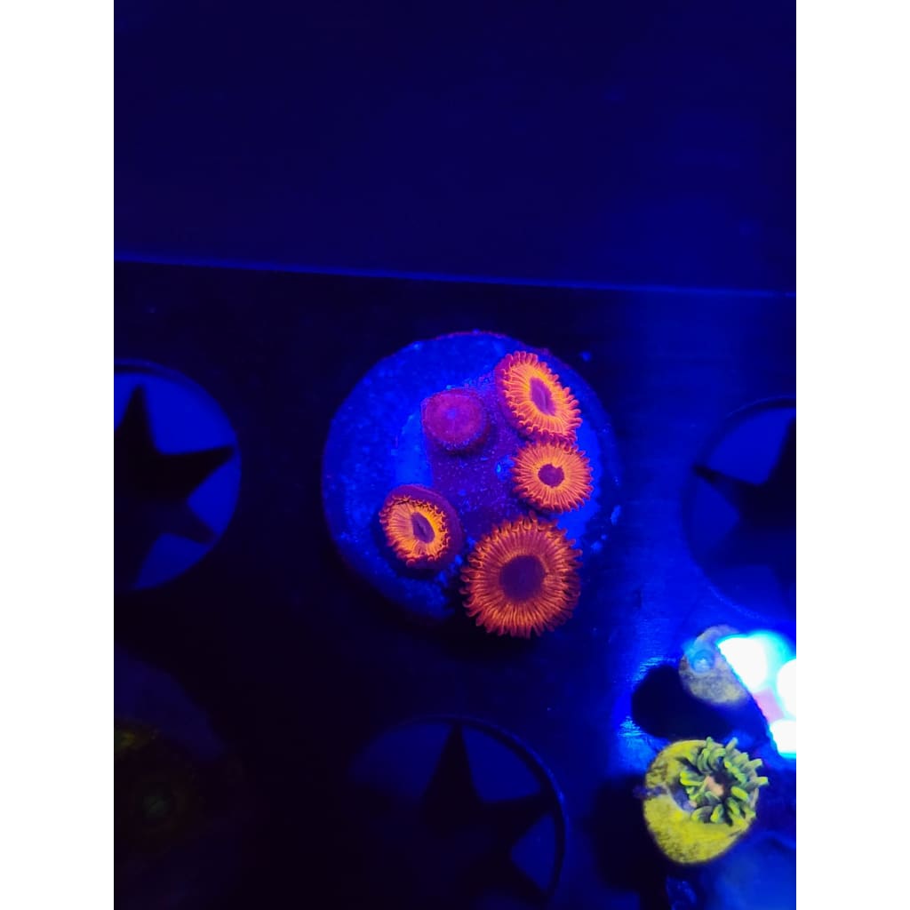 Orange Implosion Zoanthid Frag WYSIWYG!