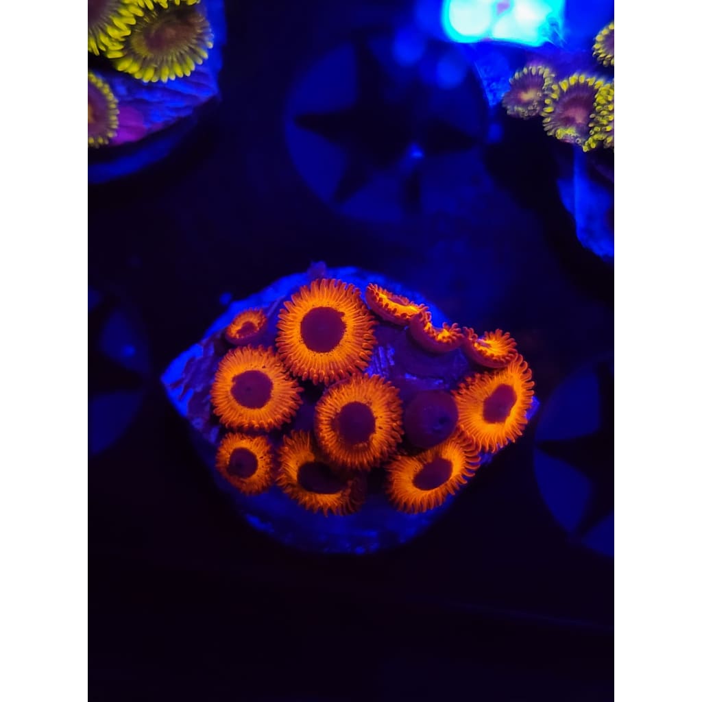 Orange Implosion Zoanthid Frag WYSIWYG!