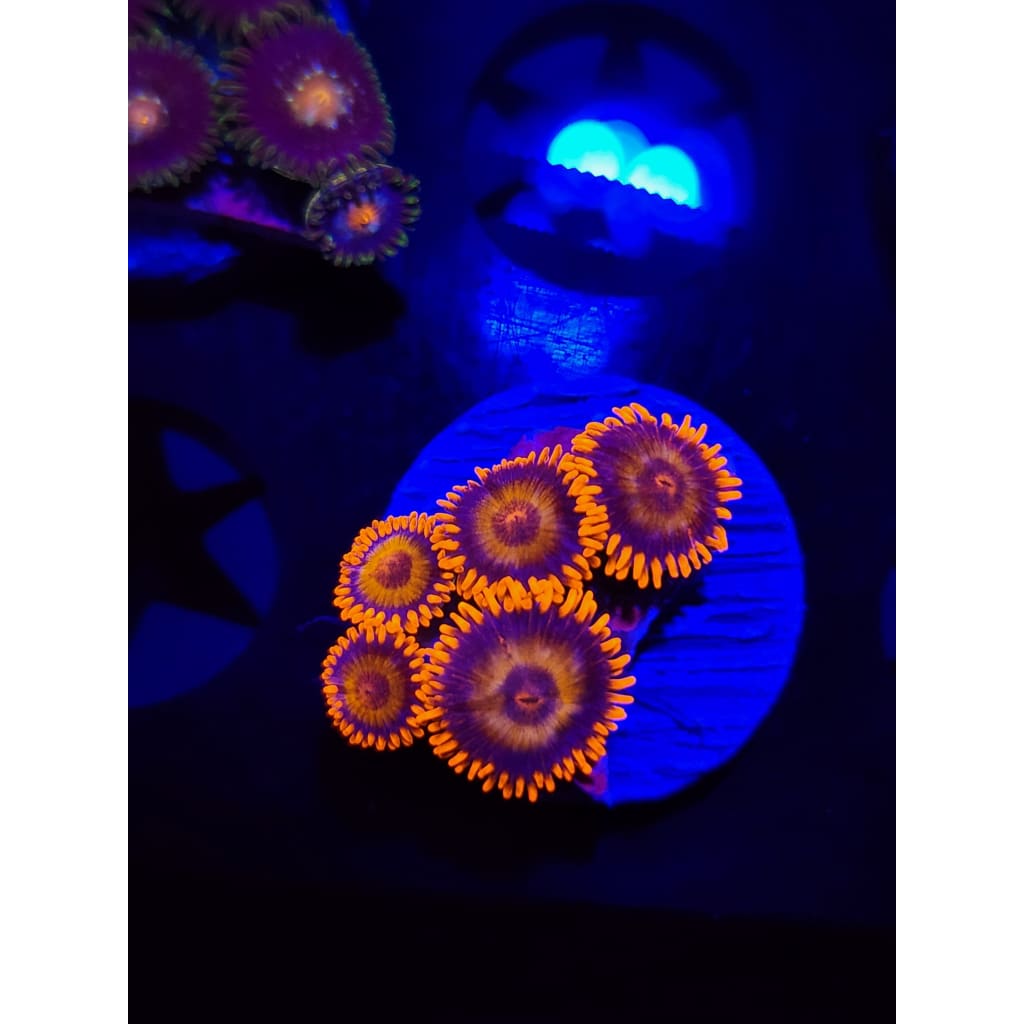 Orange Oxide Zoanthid Frag WYSIWYG!