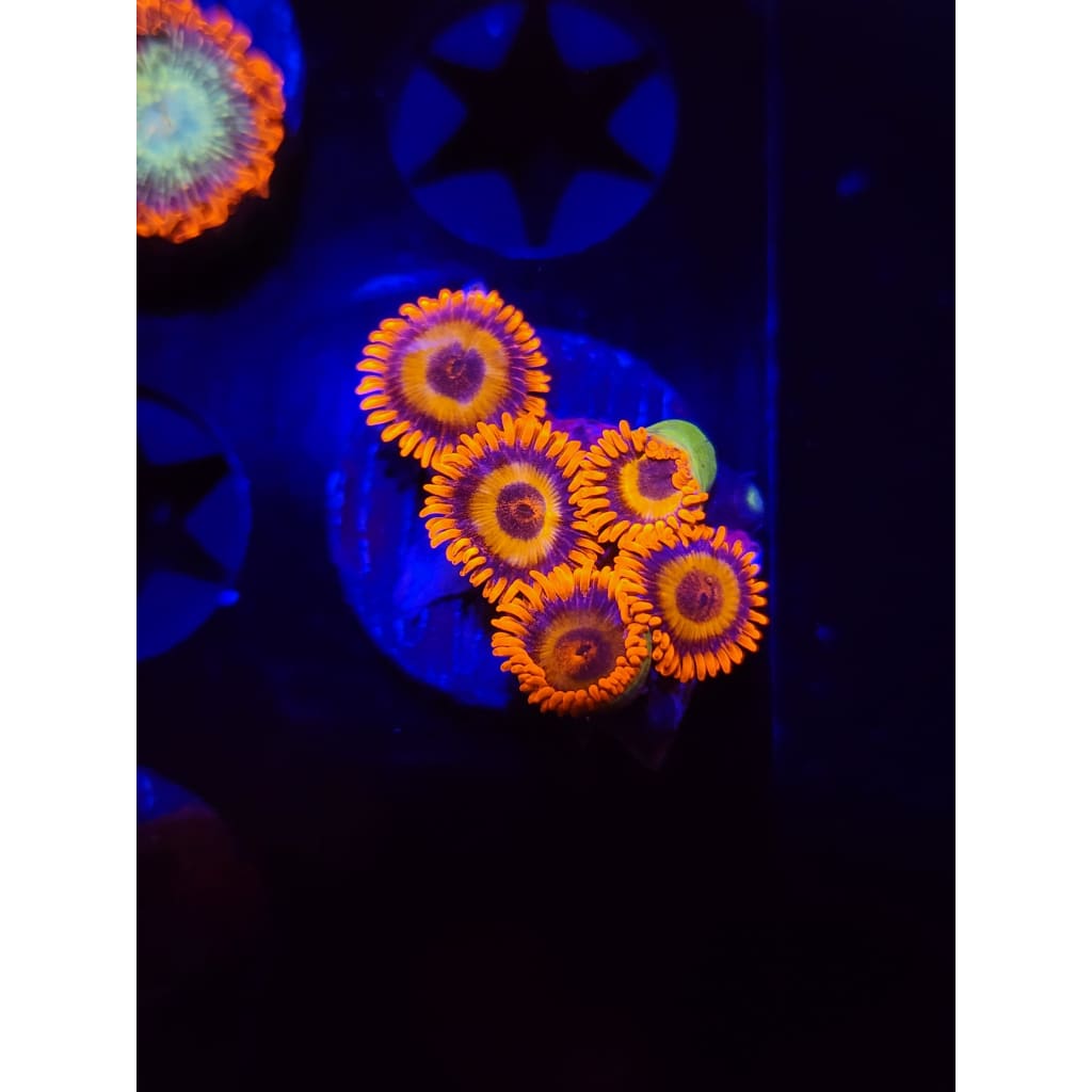 Orange Oxide Zoanthid Frag WYSIWYG!