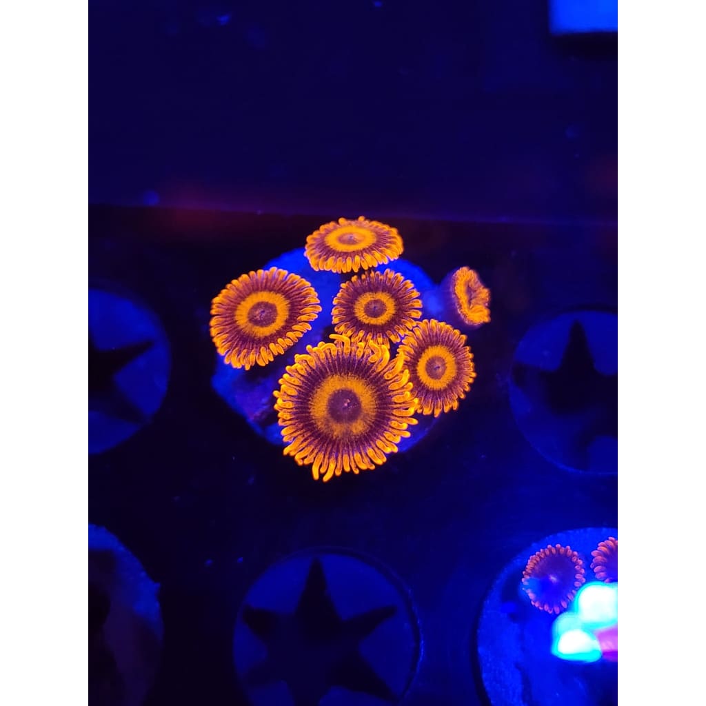Orange Oxide Zoanthid Frag WYSIWYG!