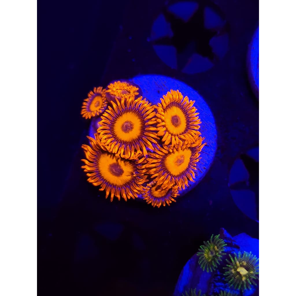 Orange Oxide Zoanthid Frag WYSIWYG!