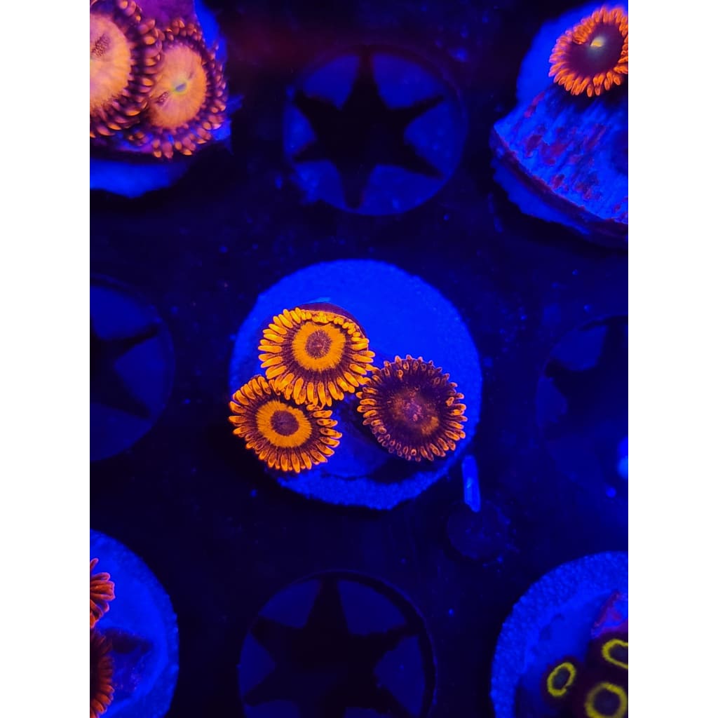 Orange Oxide Zoanthid Frag WYSIWYG!