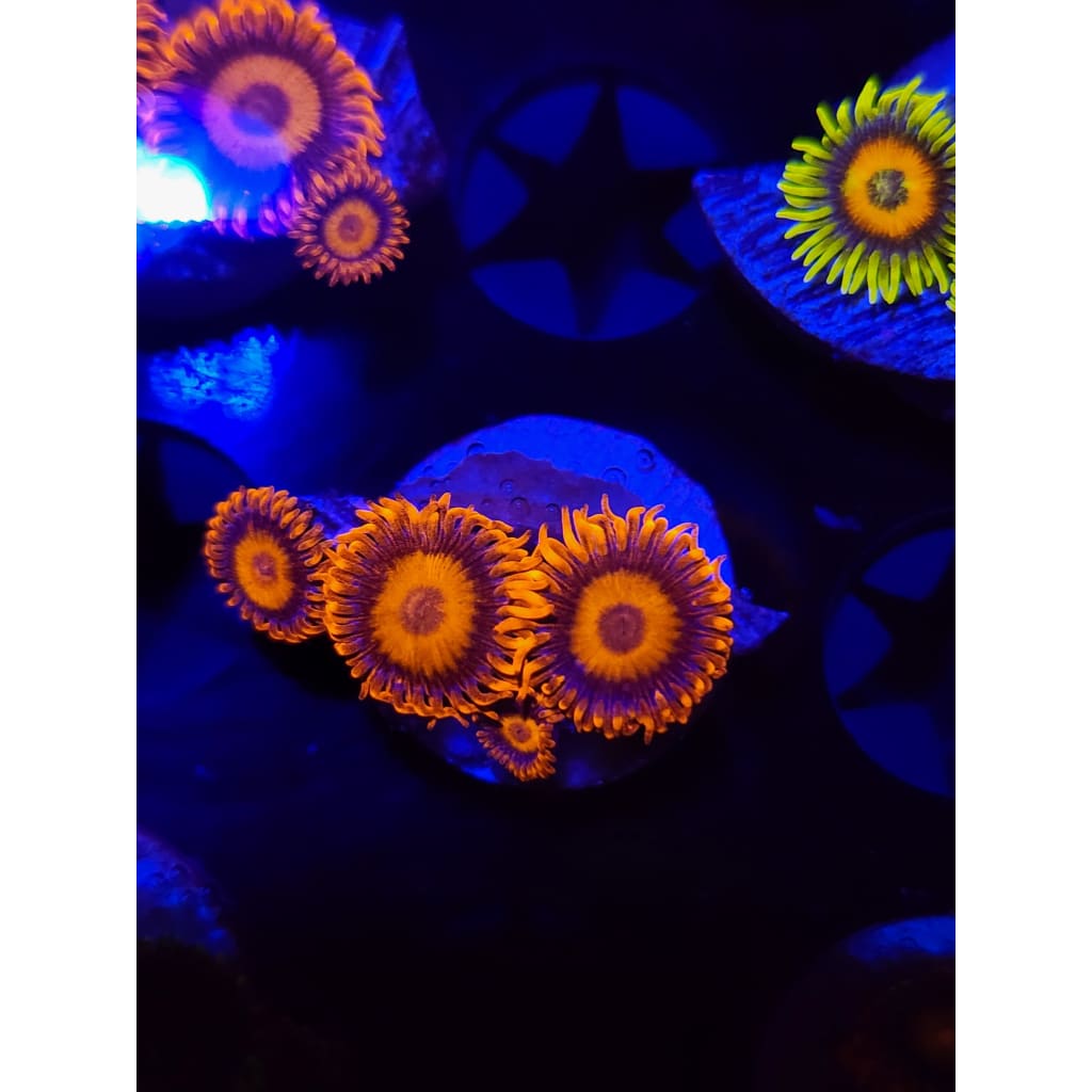 Orange Oxide Zoanthid Frag WYSIWYG!