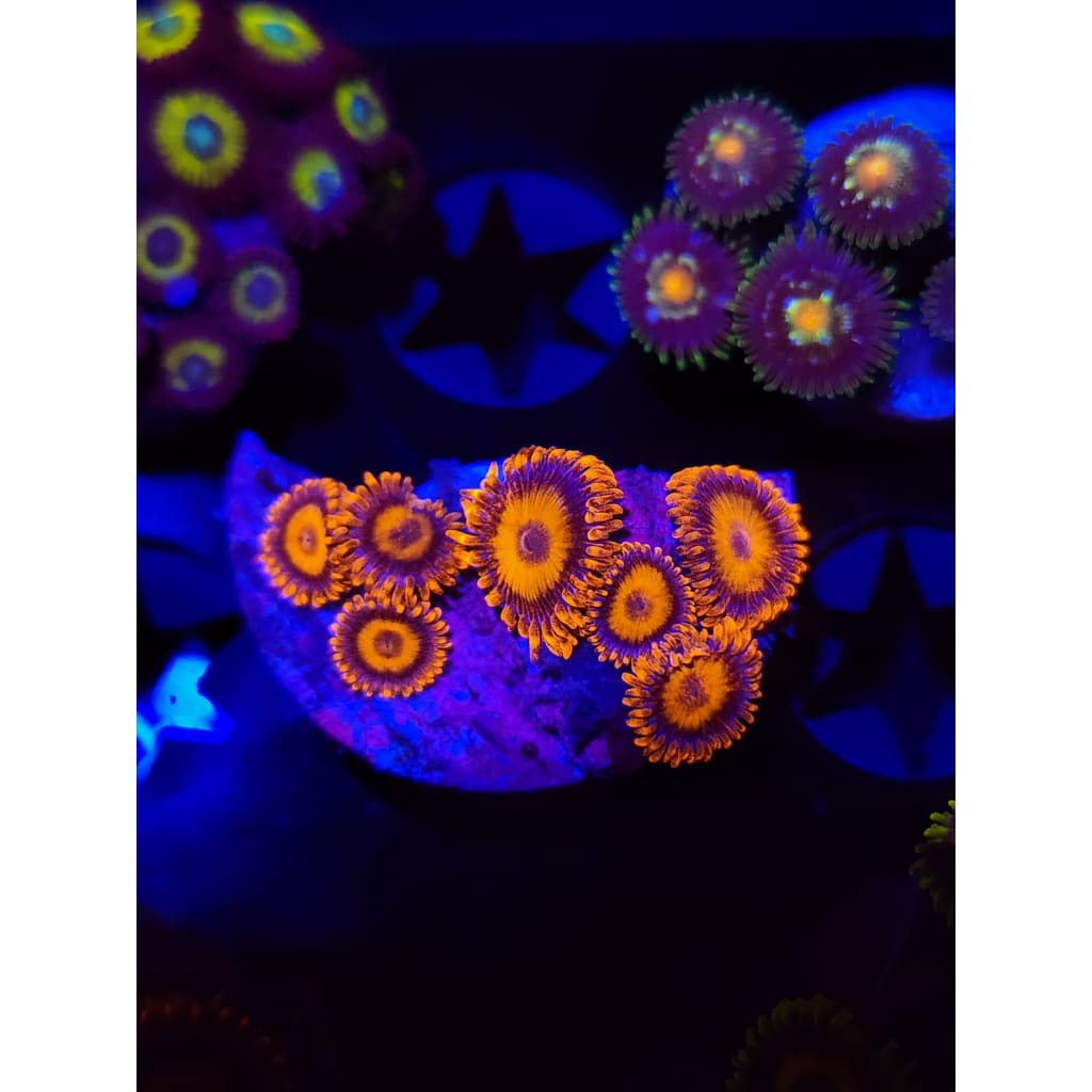 Orange Oxide Zoanthid Frag WYSIWYG!