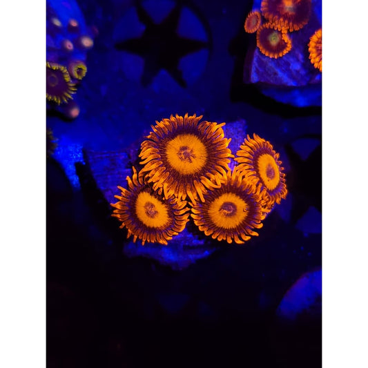 Orange Oxide Zoanthid Frag WYSIWYG!