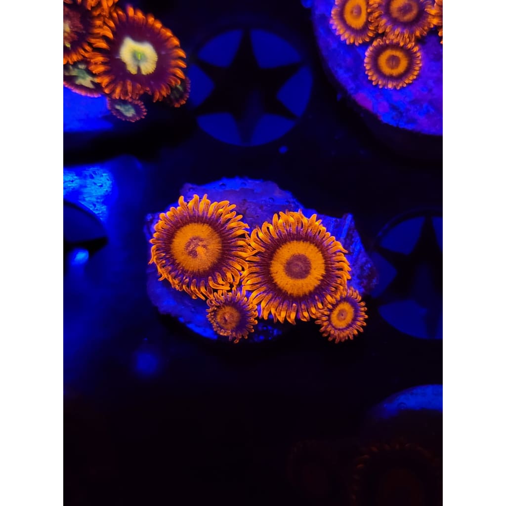 Orange Oxide Zoanthid Frag WYSIWYG!