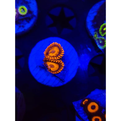Orange Oxide Zoanthid Frag WYSIWYG!
