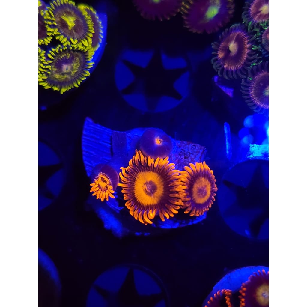 Orange Oxide Zoanthid Frag WYSIWYG!