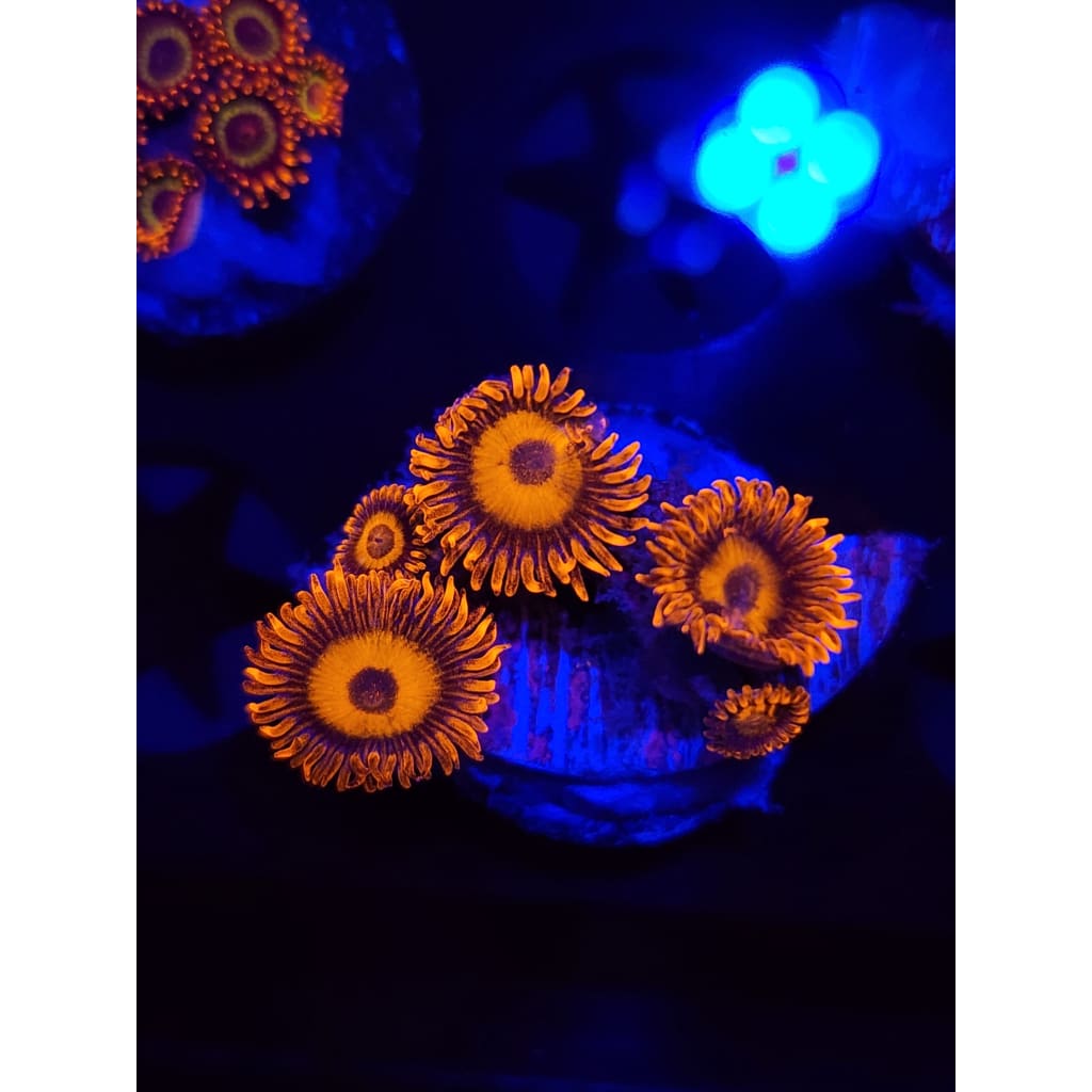Orange Oxide Zoanthid Frag WYSIWYG!