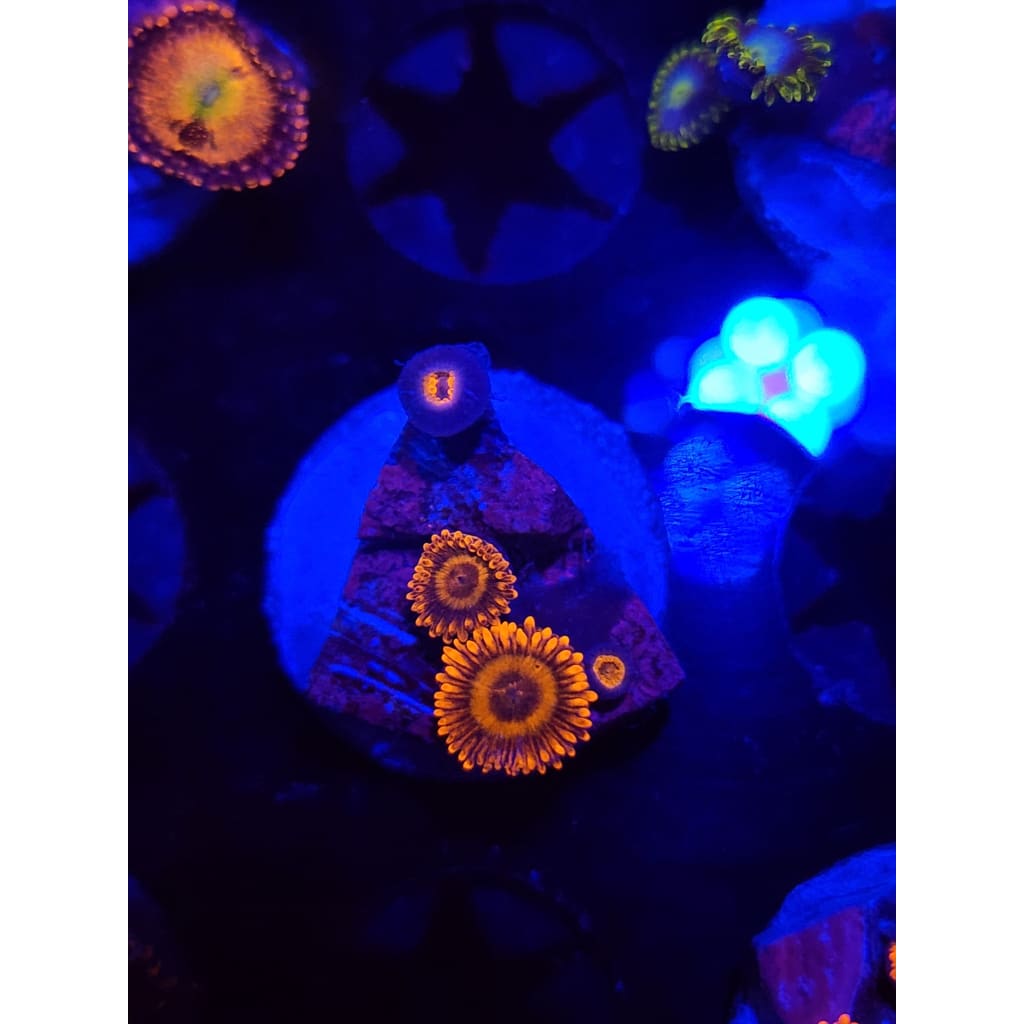 Orange oxide Zoanthid Frag WYSIWYG!