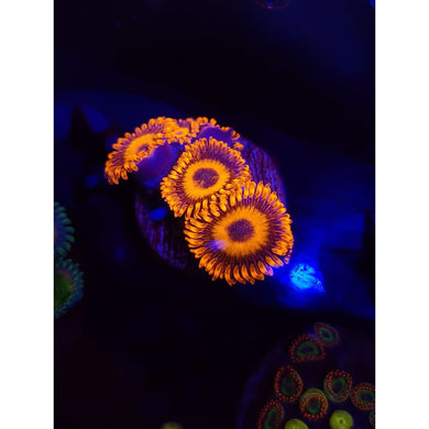 Orange Oxide Zoanthid Frag WYSIWYG!