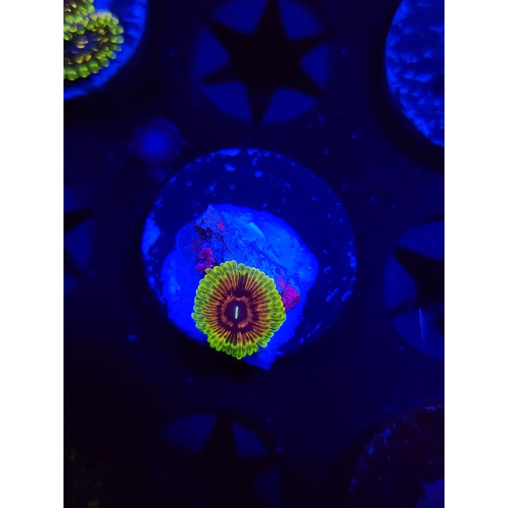 Oscar the Grouch Zoanthid Frag WYSIWYG!