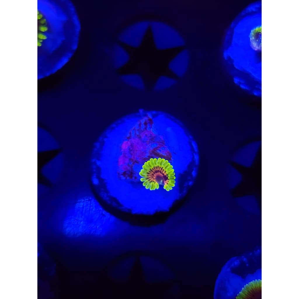 Oscar The Grouch Zoanthid Frag WYSIWYG!