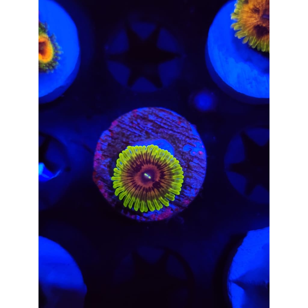 Oscar the Grouch Zoanthid Frag WYSIWYG!