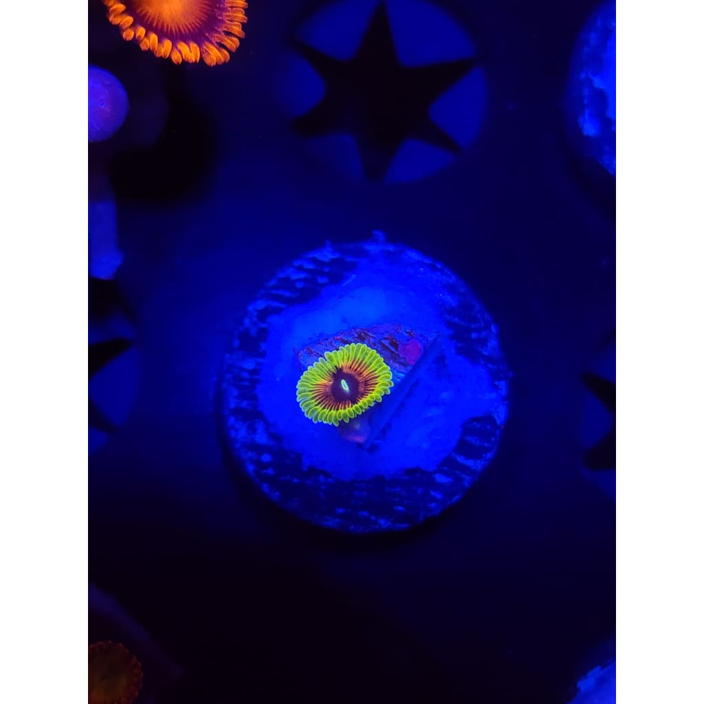 Oscar The Grouch Zoanthid Frag WYSIWYG!