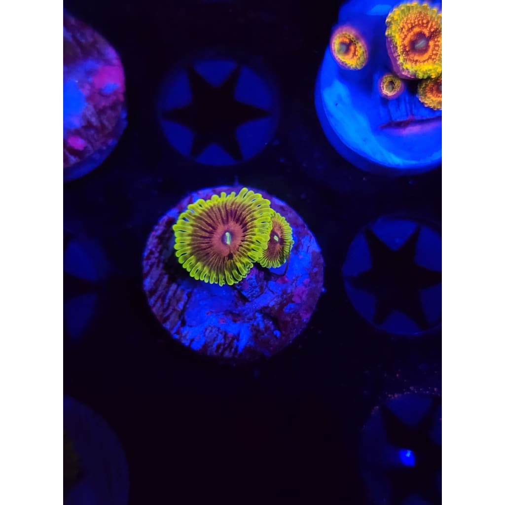 Oscar the Grouch Zoanthid Frag WYSIWYG!