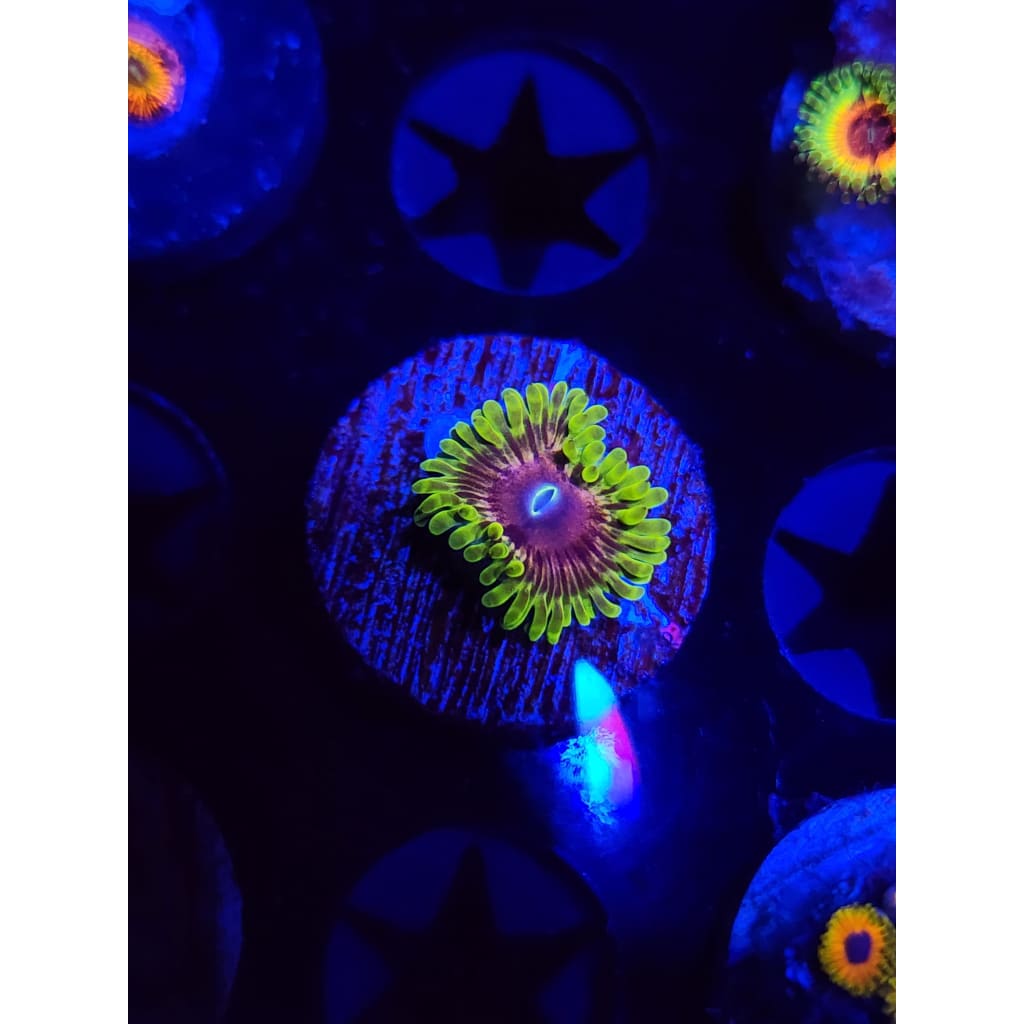 Oscar The Grouch Zoanthid Frag WYSIWYG!
