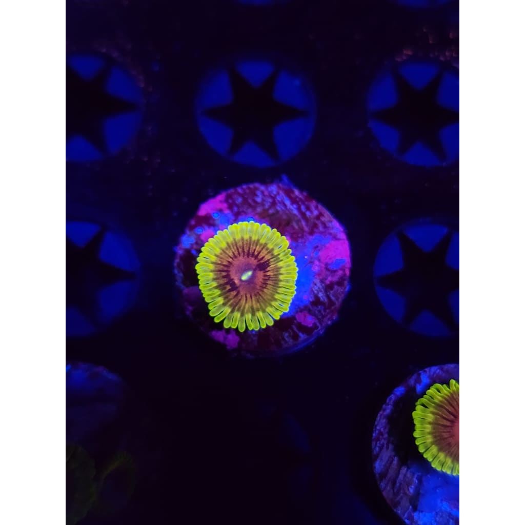 Oscar the Grouch Zoanthid Frag WYSIWYG!