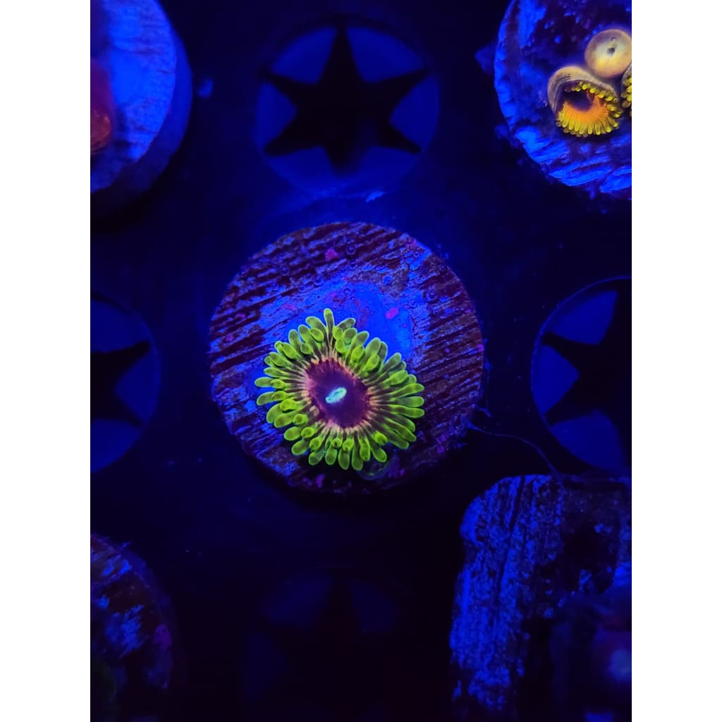 Oscar the Grouch Zoanthid Frag WYSIWYG!