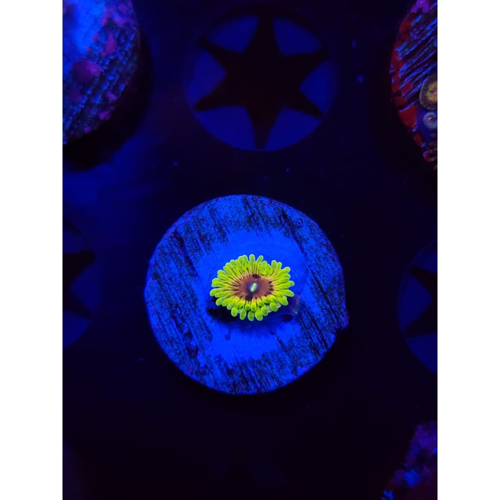 Oscar the Grouch Zoanthid Frag WYSIWYG!