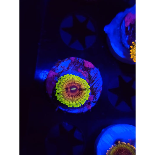 Oscar the Grouch Zoanthid Frag WYSIWYG!