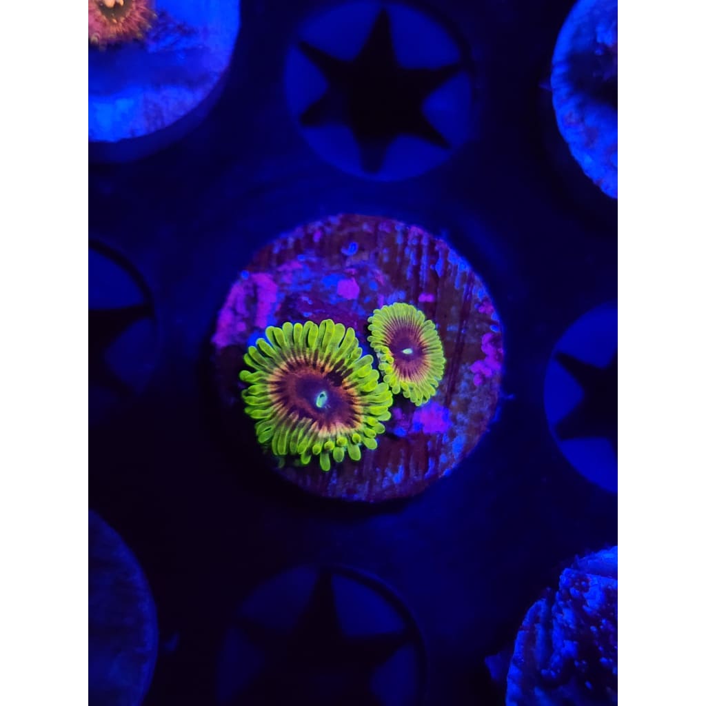 Oscar The Grouch Zoanthid Frag WYSIWYG!