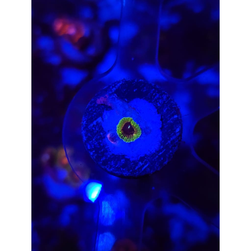 Oscar the Grouch Zoanthid Frag WYSIWYG!