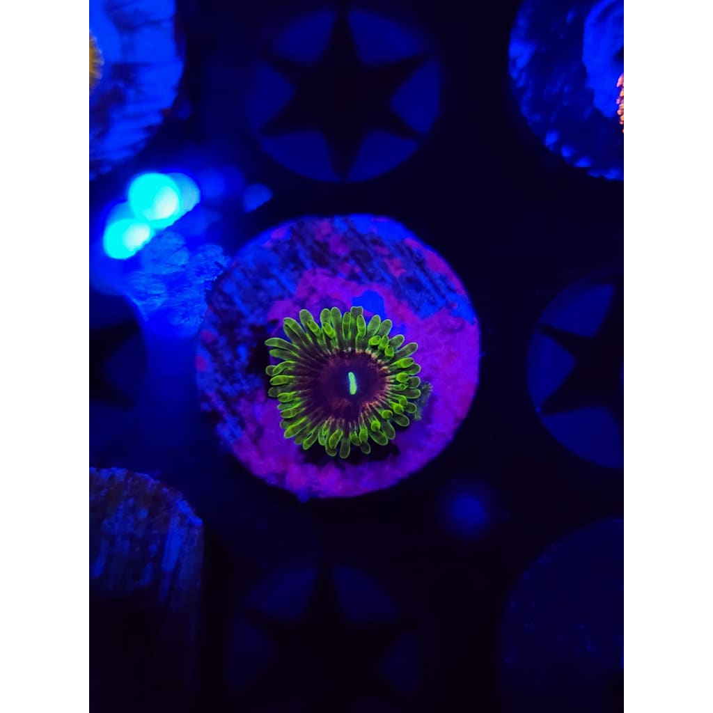 Oscar The Grouch Zoanthid Frag WYSIWYG!