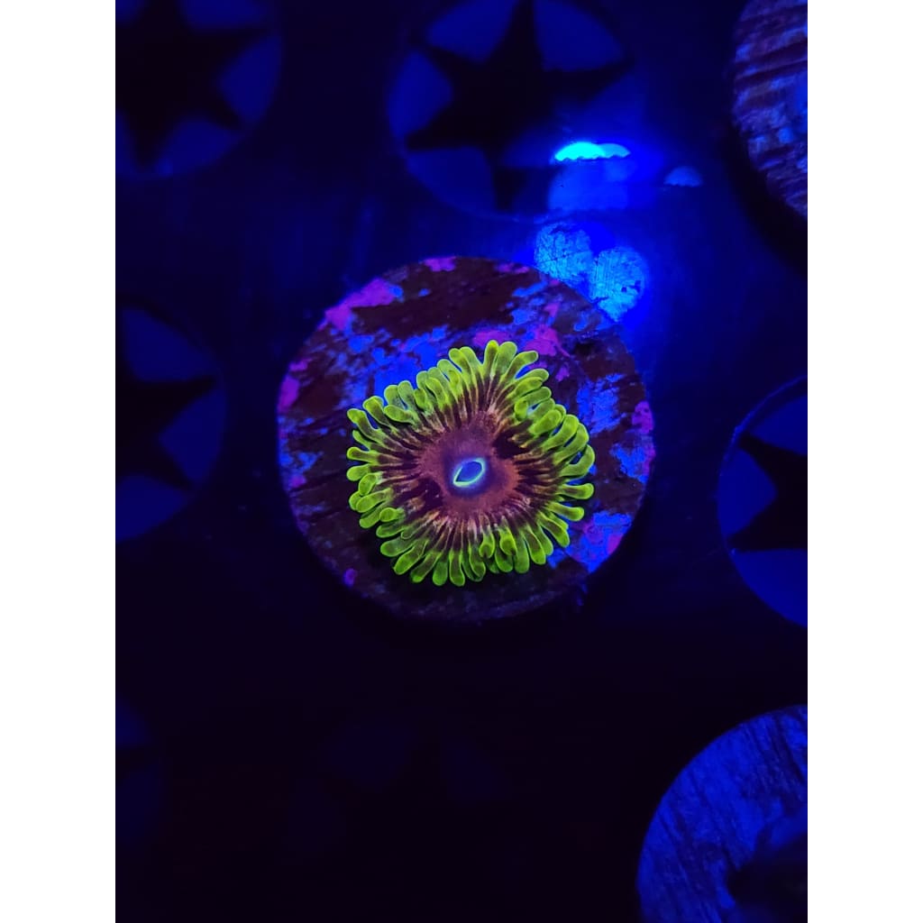 Oscar The Grouch Zoanthid Frag WYSIWYG!