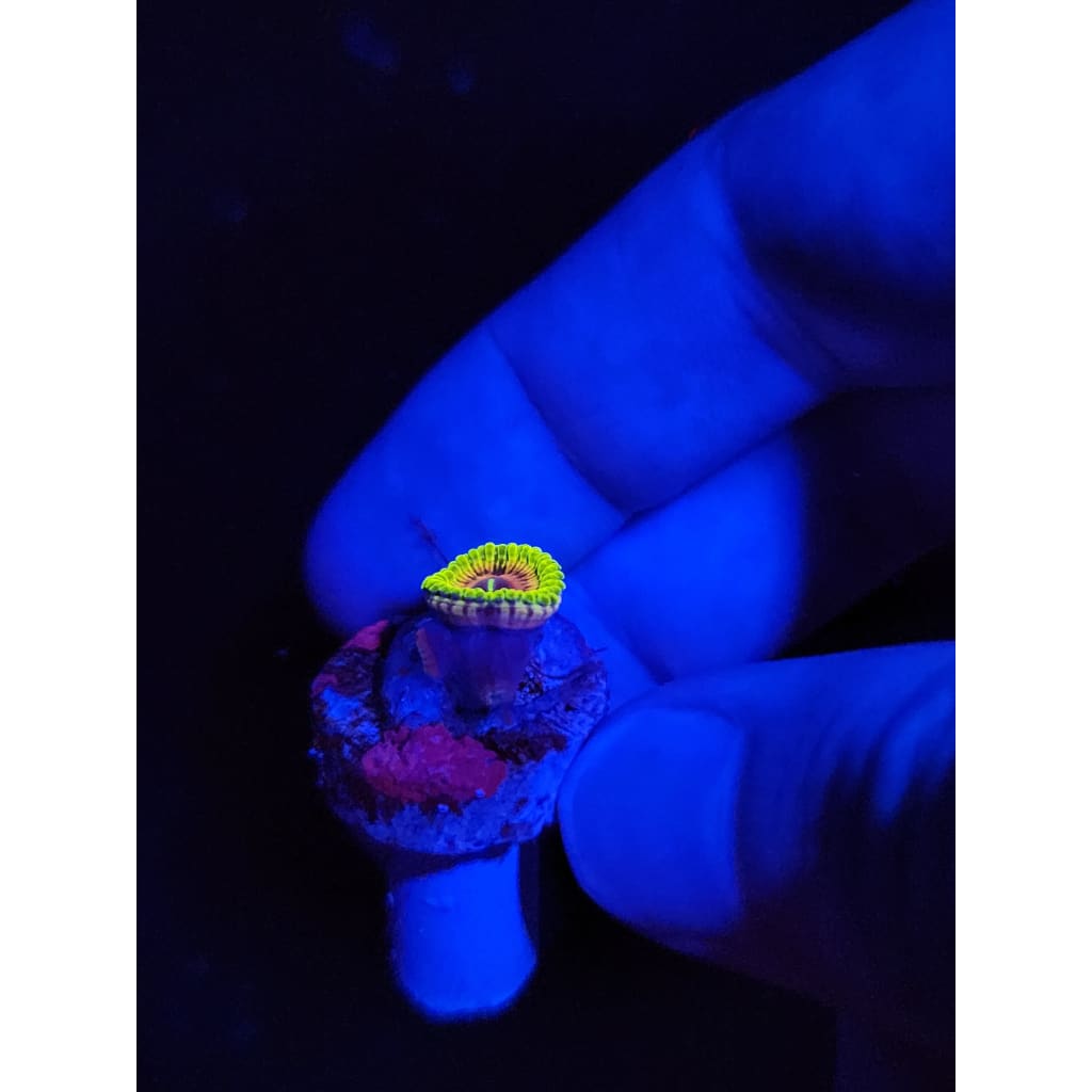 Oscar the Grouch Zoanthid Frag WYSIWYG!