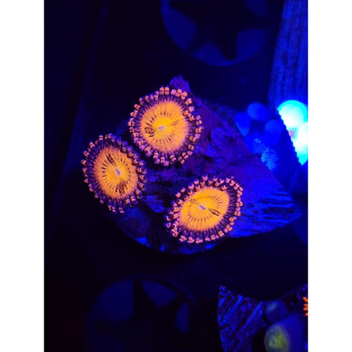 Pandora Zoanthid Frag WYSIWYG!