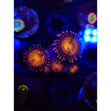 Pandora Zoanthid Frag WYSIWYG!