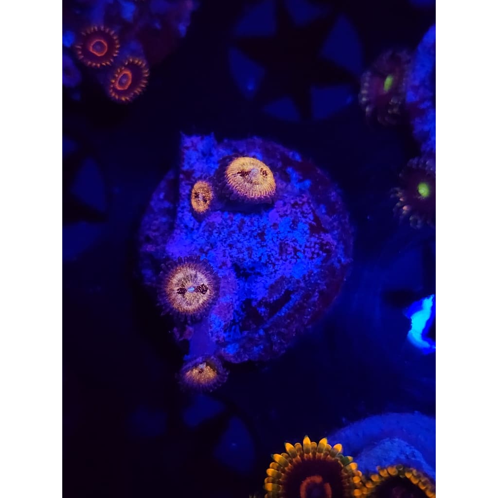 Pandora Zoanthid Frag WYSIWYG!